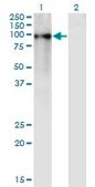 Monoclonal Anti-ZNF41 antibody produced in mouse clone 4D6, purified immunoglobulin, buffered aqueous solution