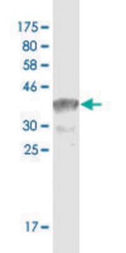 Monoclonal Anti-TCF3, (C-terminal) antibody produced in mouse clone 5G2, ascites fluid