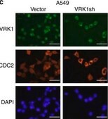 Anti-Cdk1/Cdc2 (PSTAIR) Antibody Upstate®, from rabbit