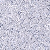 Monoclonal Anti-ANO2 antibody produced in mouse Prestige Antibodies® Powered by Atlas Antibodies, clone CL10632, purified antibody (Protein A)