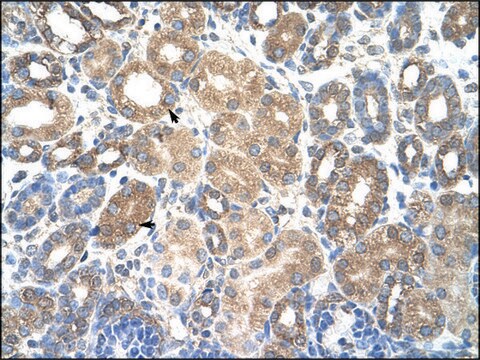 Anti-HSPBAP1 antibody produced in rabbit affinity isolated antibody