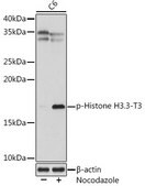 Anti-Phospho-Histone H3.3-T3 antibody produced in rabbit