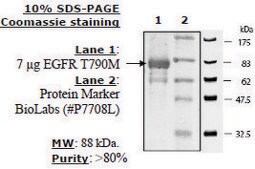 EGFR (T790M) Active human recombinant, expressed in baculovirus infected insect cells, ≥70% (SDS-PAGE)