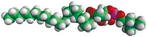 22:0 Lyso PC Avanti Research&#8482; - A Croda Brand