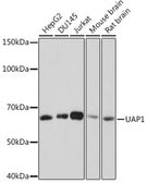 Anti-UAP1 Antibody, clone 5S7M2, Rabbit Monoclonal