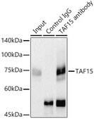Anti-TAF15 Antibody, clone 3B5E10, Rabbit Monoclonal