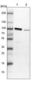 Anti-ANAPC5 antibody produced in rabbit Prestige Antibodies&#174; Powered by Atlas Antibodies, affinity isolated antibody, buffered aqueous glycerol solution