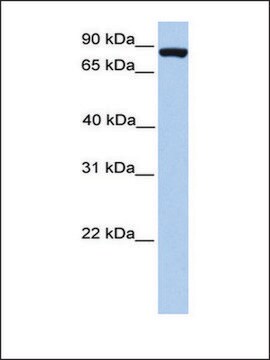 Anti-FOXM1 antibody produced in rabbit affinity isolated antibody