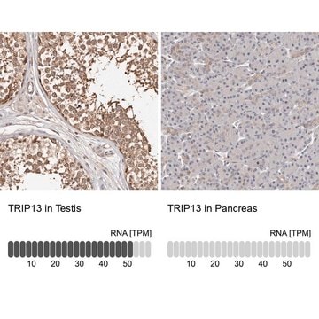 Anti-TRIP13 antibody produced in rabbit Prestige Antibodies&#174; Powered by Atlas Antibodies, affinity isolated antibody, buffered aqueous glycerol solution