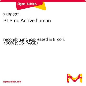 PTPmu Active human recombinant, expressed in E. coli, &#8805;90% (SDS-PAGE)