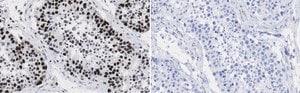 Anti-POLR2A Antibody, clone 3G21 ZooMAb&#174; Rabbit Monoclonal recombinant, expressed in HEK 293 cells