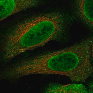Anti-Ccdc110 Antibody Produced In Rabbit Prestige Antibodies&#174; Powered by Atlas Antibodies, affinity isolated antibody, buffered aqueous glycerol solution