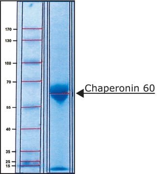 Chaperonin 60 from Escherichia coli &gt;95% (SDS-PAGE), recombinant, expressed in E. coli overproducing strain, lyophilized powder