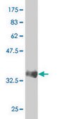 ANTI-SREBF1 antibody produced in mouse clone 4G4, purified immunoglobulin, buffered aqueous solution