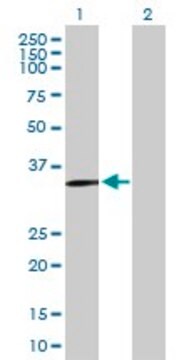 Anti-SLC39A13 antibody produced in mouse purified immunoglobulin, buffered aqueous solution