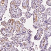Anti-APOA1 antibody produced in rabbit Prestige Antibodies&#174; Powered by Atlas Antibodies, affinity isolated antibody, buffered aqueous glycerol solution