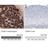 Monoclonal Anti-CHGB antibody produced in mouse Prestige Antibodies® Powered by Atlas Antibodies, clone CL11393, purified antibody (Protein A)