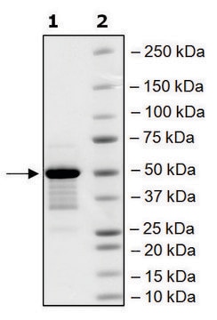 BRD4, BD1, BD2 (49-460) His tag human recombinant, expressed in E. coli, &#8805;75% (SDS-PAGE)