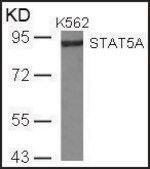 Anti-STAT5A (Ab-780) antibody produced in rabbit affinity isolated antibody
