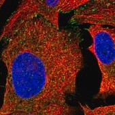 Anti-C4orf36 antibody produced in rabbit Prestige Antibodies&#174; Powered by Atlas Antibodies, affinity isolated antibody, buffered aqueous glycerol solution
