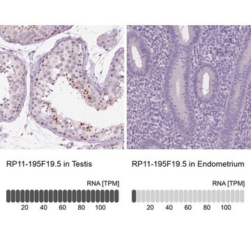 Anti-RP11-195F19.5 antibody produced in rabbit Prestige Antibodies&#174; Powered by Atlas Antibodies, affinity isolated antibody, buffered aqueous glycerol solution