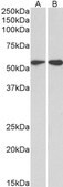 Anti-RDH5 antibody produced in goat affinity isolated antibody, buffered aqueous solution