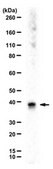 Anti-DNA polymerase beta Antibody from rabbit, purified by affinity chromatography