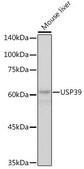 Anti-USP39 Antibody, clone 1S9R9, Rabbit Monoclonal