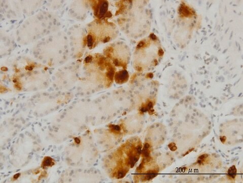 Monoclonal Anti-GHRL antibody produced in mouse clone 4B8, purified immunoglobulin, buffered aqueous solution