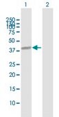 Anti-NUFIP1 antibody produced in mouse purified immunoglobulin, buffered aqueous solution