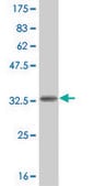 ANTI-HES2 antibody produced in mouse clone 1D5, purified immunoglobulin, buffered aqueous solution