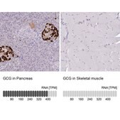 Anti-GCG antibody produced in rabbit Prestige Antibodies® Powered by Atlas Antibodies, affinity isolated antibody, buffered aqueous glycerol solution