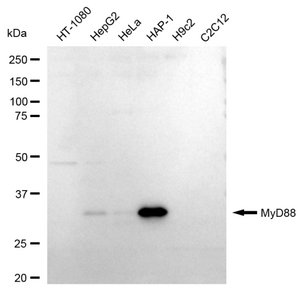KD-Validated Anti MYD88 Antibody, clone 24GB240, Rabbit Monoclonal clone 24GB240, recombinant rabbit monoclonal, expressed in HEK293 cells