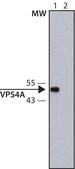 Anti-VPS4A antibody produced in rabbit ~1.0 mg/mL, affinity isolated antibody, buffered aqueous solution