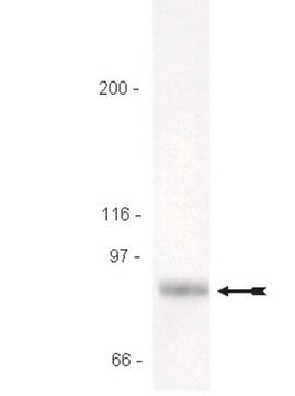 Anti-STAT3 Antibody Upstate&#174;, from rabbit