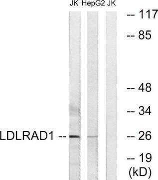 Anti-LDLRAD1 antibody produced in rabbit affinity isolated antibody