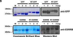Anti-Green Fluorescent Protein Antibody Chemicon®, from rabbit