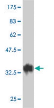 Monoclonal Anti-TAF5L antibody produced in mouse clone 1C5, purified immunoglobulin, buffered aqueous solution