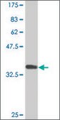 Monoclonal Anti-CDON, (C-terminal) antibody produced in mouse clone 2G12, purified immunoglobulin, buffered aqueous solution