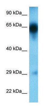 Anti-TRAF5 (C-terminal) antibody produced in rabbit affinity isolated antibody