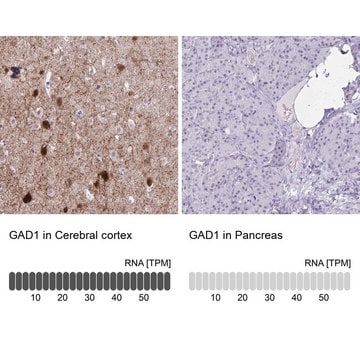 抗-GAD1 兔抗 Prestige Antibodies&#174; Powered by Atlas Antibodies, affinity isolated antibody, buffered aqueous glycerol solution