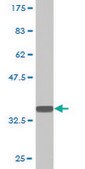 Monoclonal Anti-PQBP1, (C-terminal) antibody produced in mouse clone 1A11, purified immunoglobulin, buffered aqueous solution