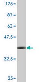Monoclonal Anti-ZNF180 antibody produced in mouse clone 4F3, purified immunoglobulin, buffered aqueous solution