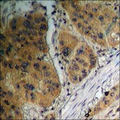 Anti-phospho-GSK3 &#945;/&#946; (pTyr279/216) antibody produced in rabbit affinity isolated antibody