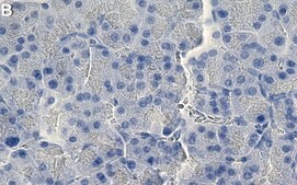 Anti-Glucagon Antibody, clone 13D11.33 ZooMAb® Mouse Monoclonal recombinant, expressed in HEK 293 cells