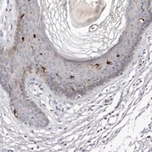 Anti-S1PR5 antibody produced in rabbit Prestige Antibodies® Powered by Atlas Antibodies, affinity isolated antibody, buffered aqueous glycerol solution