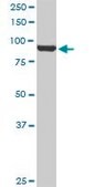 Monoclonal Anti-VCP, (N-terminal) antibody produced in mouse clone 2B2, purified immunoglobulin, buffered aqueous solution