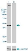 Monoclonal Anti-PSMD6 antibody produced in mouse clone 1C1, purified immunoglobulin, buffered aqueous solution