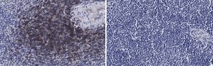 Anti-CD4 Antibody, clone 2G19 ZooMAb&#174; Rabbit Monoclonal recombinant, expressed in HEK 293 cells