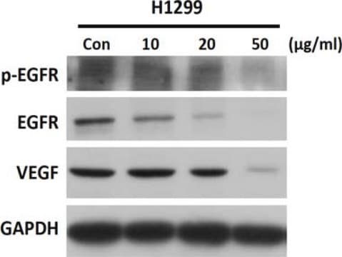 Anti-VEGF Antibody from rabbit, purified by affinity chromatography